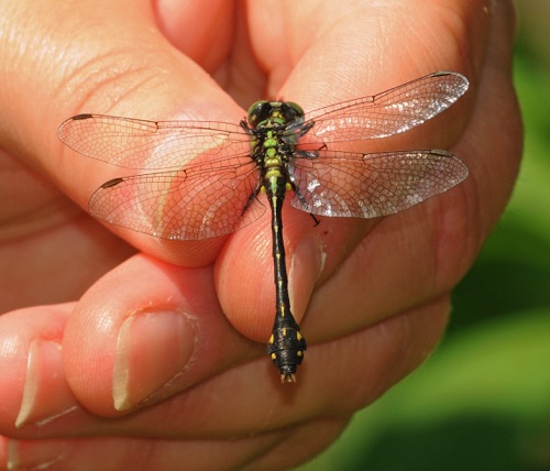 Male
2009_05_30_VA
